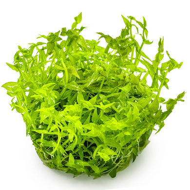 Tropica Pot Gratiola viscidula