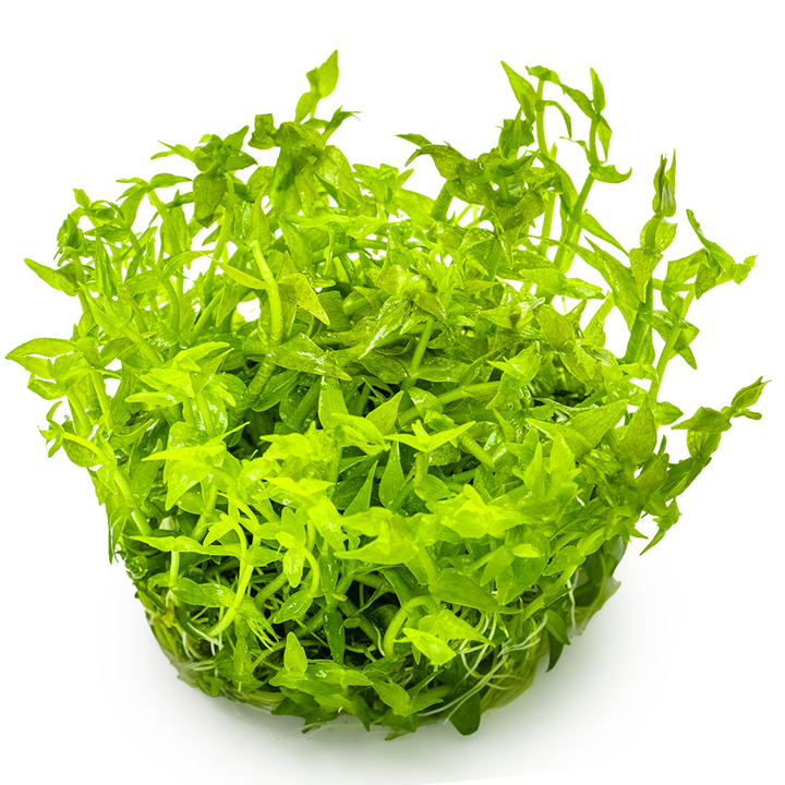 Tropica Pot Gratiola viscidula