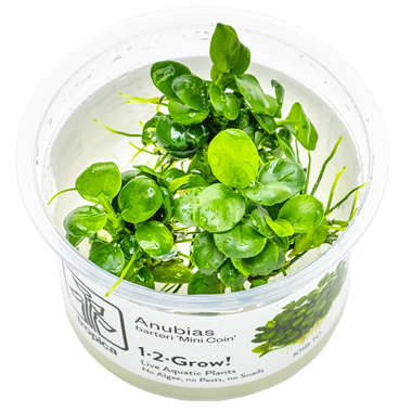 Tropica Pot Anubias Barteri 'Mini Coin'