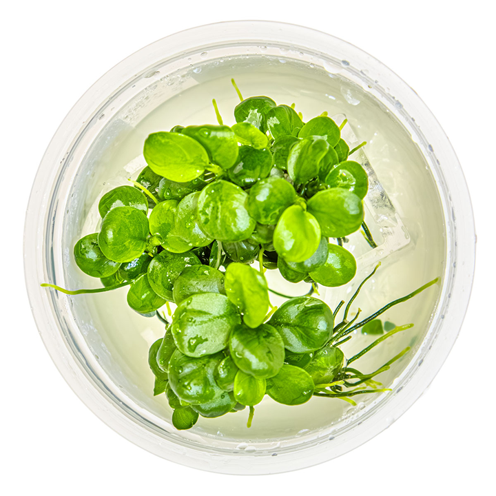 Tropica Pot Anubias Barteri 'Mini Coin'