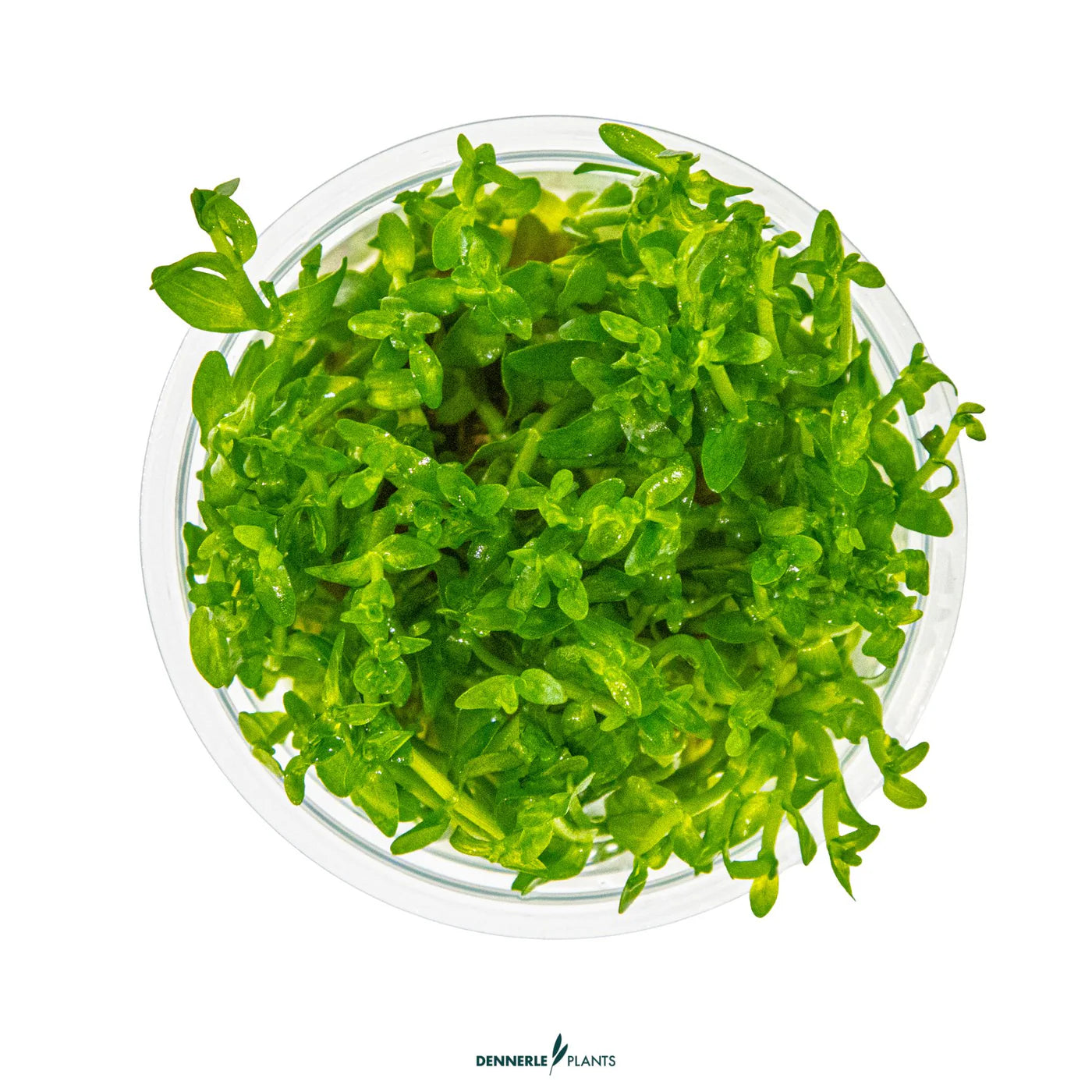 Tropica Pot Bacopa Caroliniana