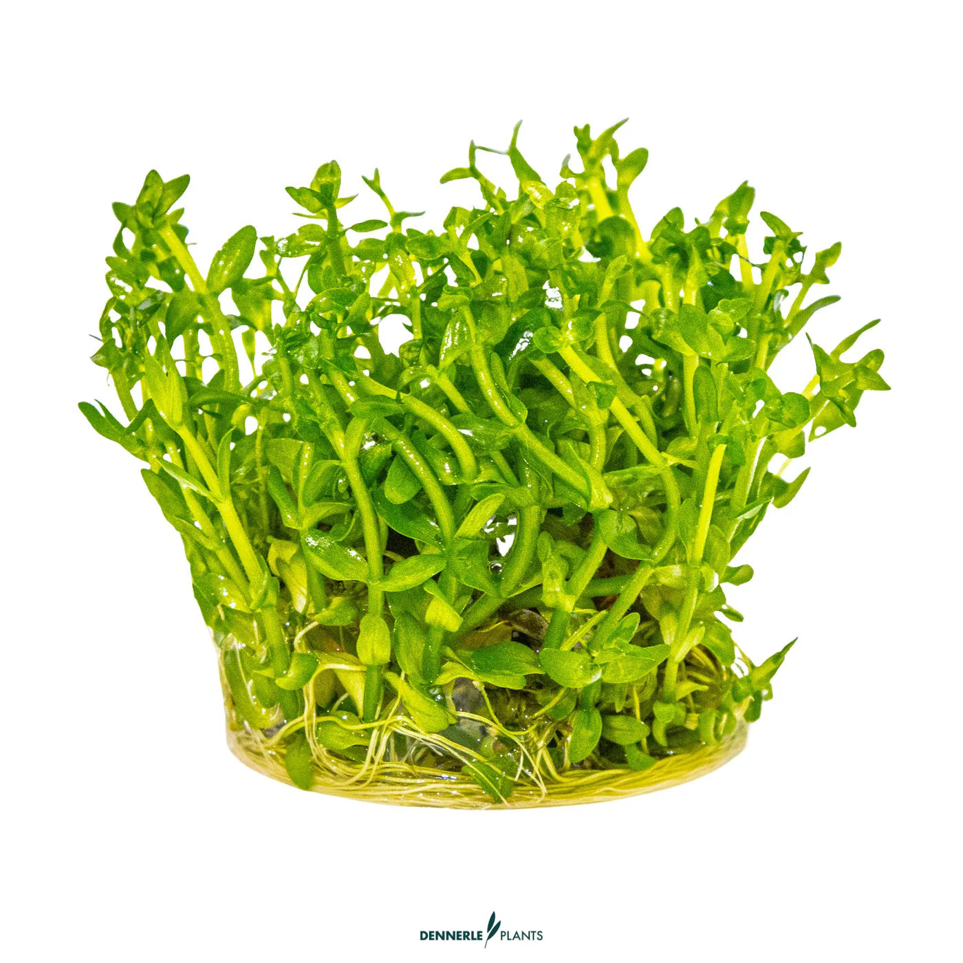 Tropica Pot Bacopa Caroliniana