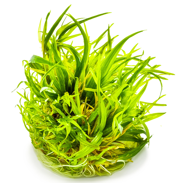 Tropica Pot Blyxa japonica