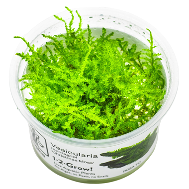 Tropica Pot Vesicularia montagei Christmas Moss