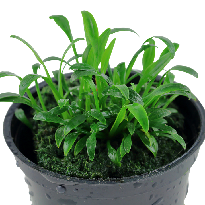 Tropica Pot Cryptocoryne Parva