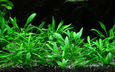 Tropica Pot Cryptocoryne Parva
