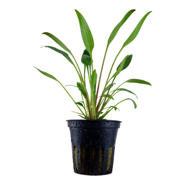 Tropica Pot- Cryptocoryne x willisii