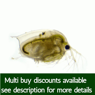 Live Daphnia
