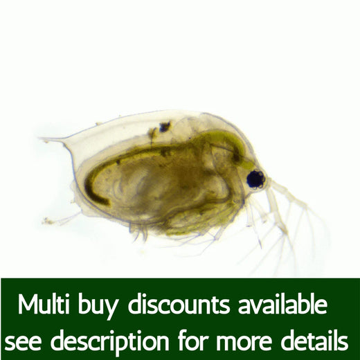 Live Daphnia