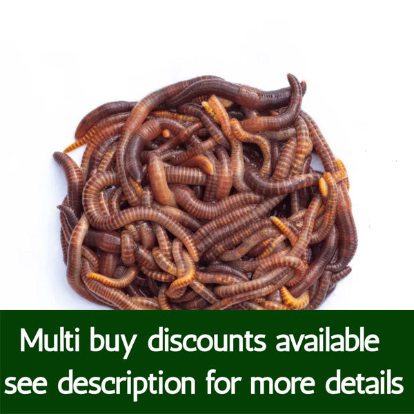 Live Earthworms (35 plus worms)