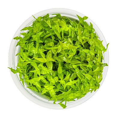 Tropica Pot Gratiola viscidula