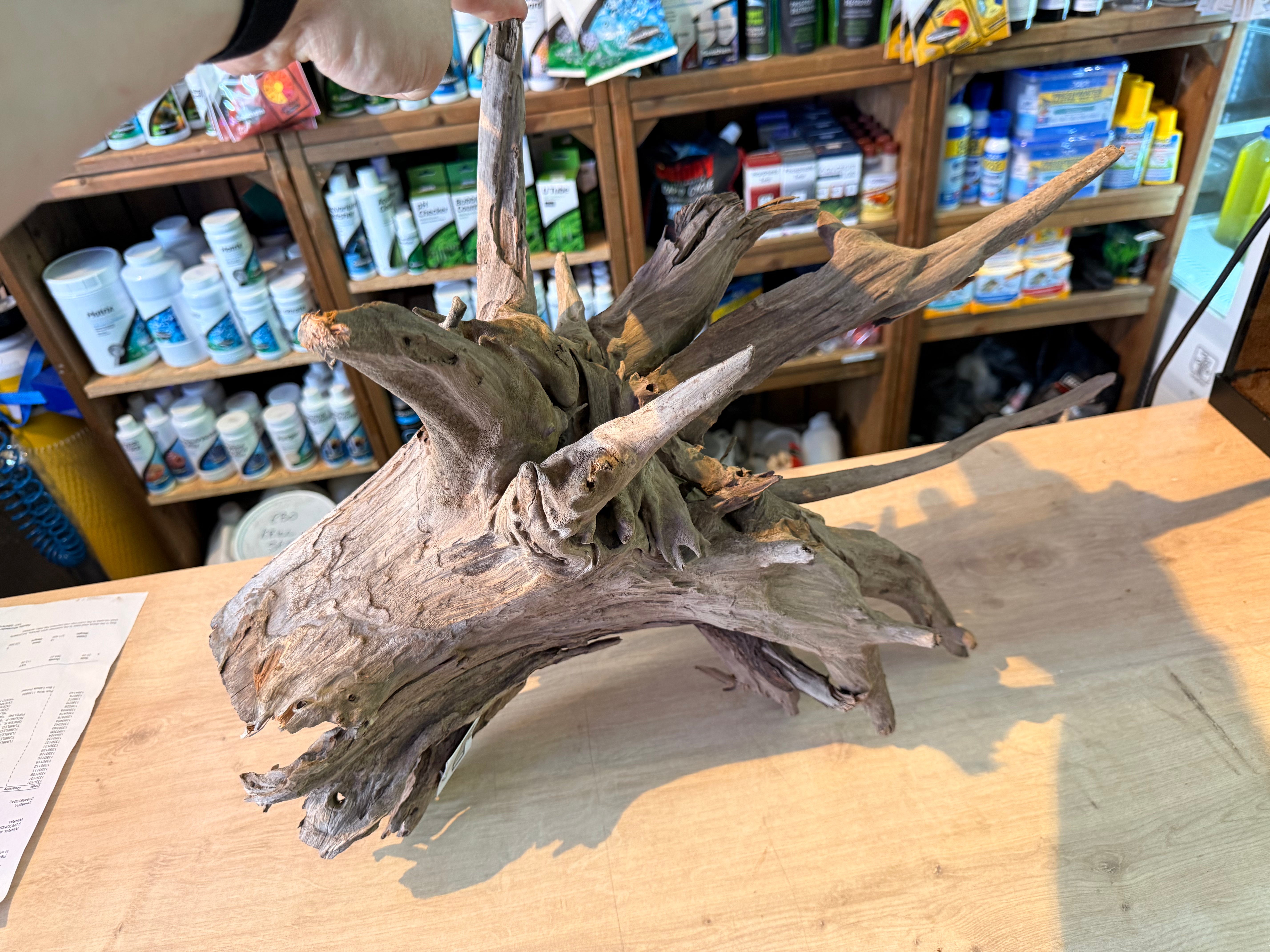 Corbo Catfish Root Wood 30-40cm 2
