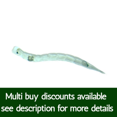 Live Glassworm