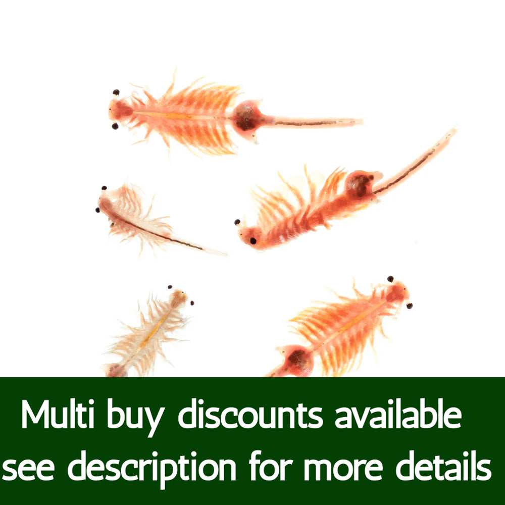 Live Artemia Brine Shrimp