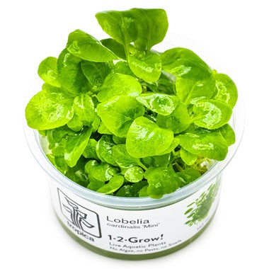Tropica Pot Lobelia Cardinalis Mini