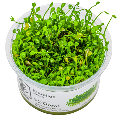 Tropica Pot Marsilea Minuta