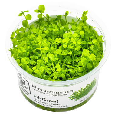 Tropica Pot Micranthemum Monte Carlo