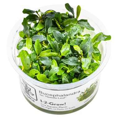 Tropica Pot Bucephalandra Needle Leaf
