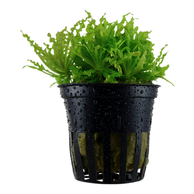 Tropica Pot Pogostemon Helferi