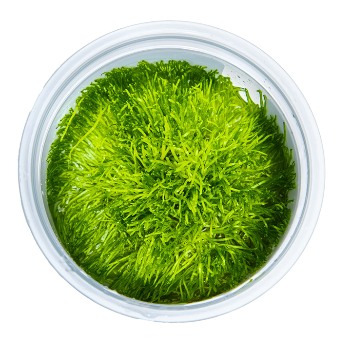 Tropica Pot Riccia Fluitans