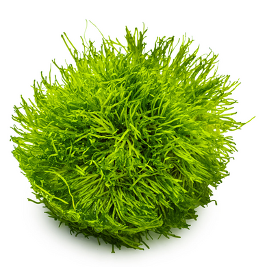 Tropica Pot Riccia Fluitans