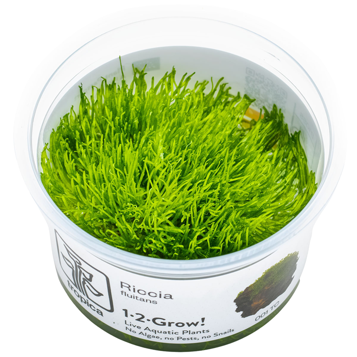 Tropica Pot Riccia Fluitans