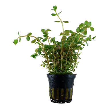 Tropica Pot- Rotala rotundifolia