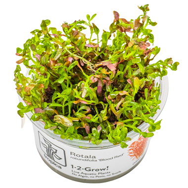 Tropica Pot Rotala 'Blood Red'