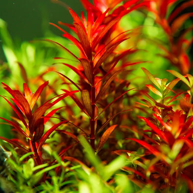 Tropica Pot Rotala 'Blood Red'