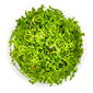 Tropica Pot Rotala Rotundifolia H'RA