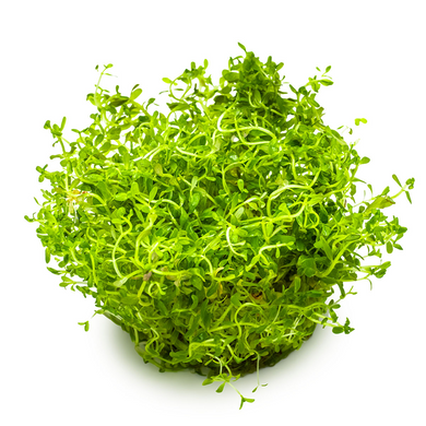 Tropica Pot Rotala Rotundifolia H'RA