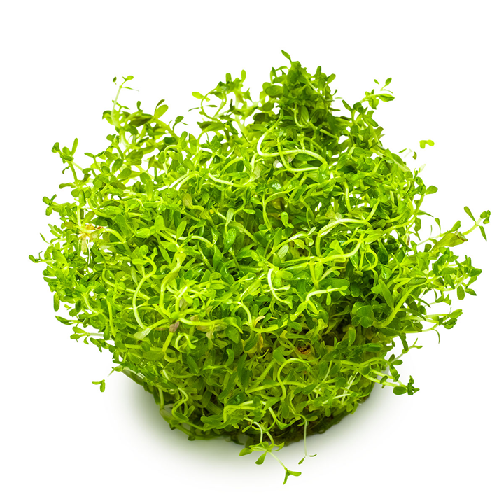 Tropica Pot Rotala Rotundifolia H'RA