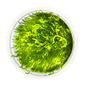 Tropica Pot Taxiphyllum - Flame Moss