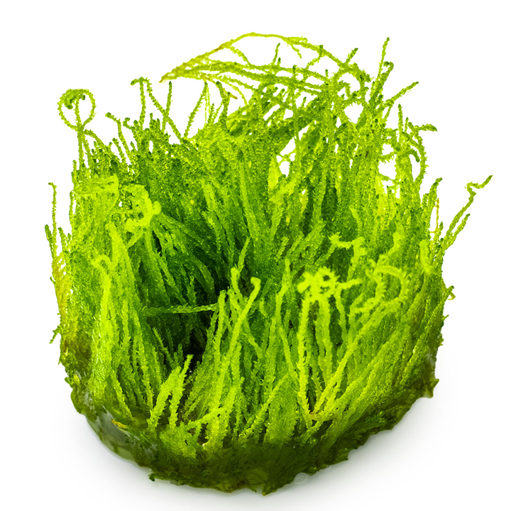 Tropica Pot Taxiphyllum - Flame Moss