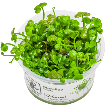 Tropica Pot Marsilea hirsuta