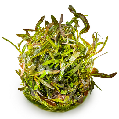 Tropica Pot Hygrophila Iancea Araguaia