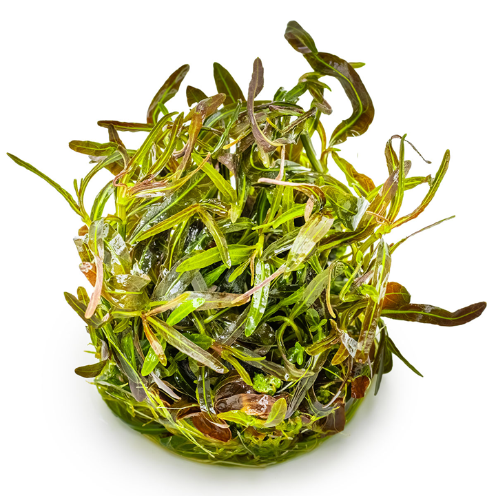 Tropica Pot Hygrophila Iancea Araguaia
