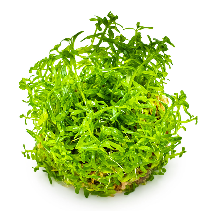 Tropica Pot Rotala Rotundifolia Green