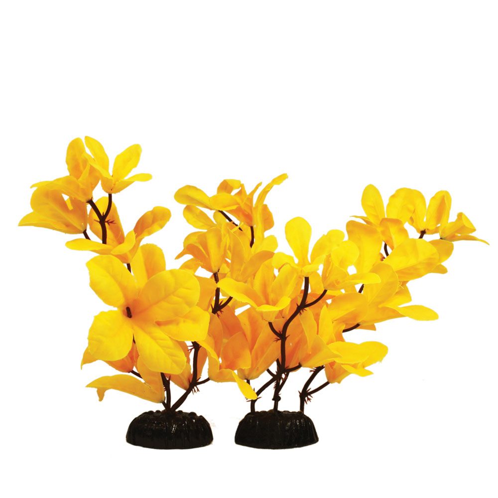 Hugo Kamishi Zen Garden Yellow Rotala