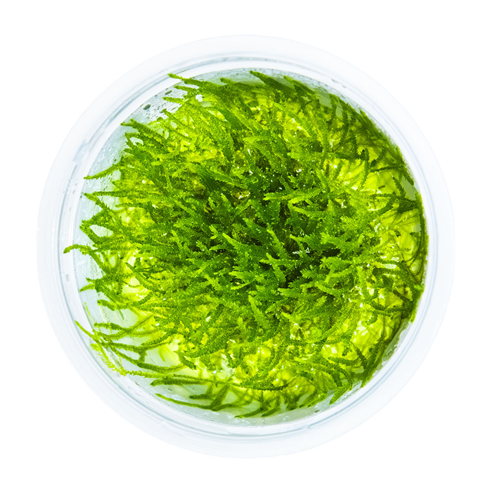 Tropica Pot Taxiphyllum Barbieri Bogor Moss