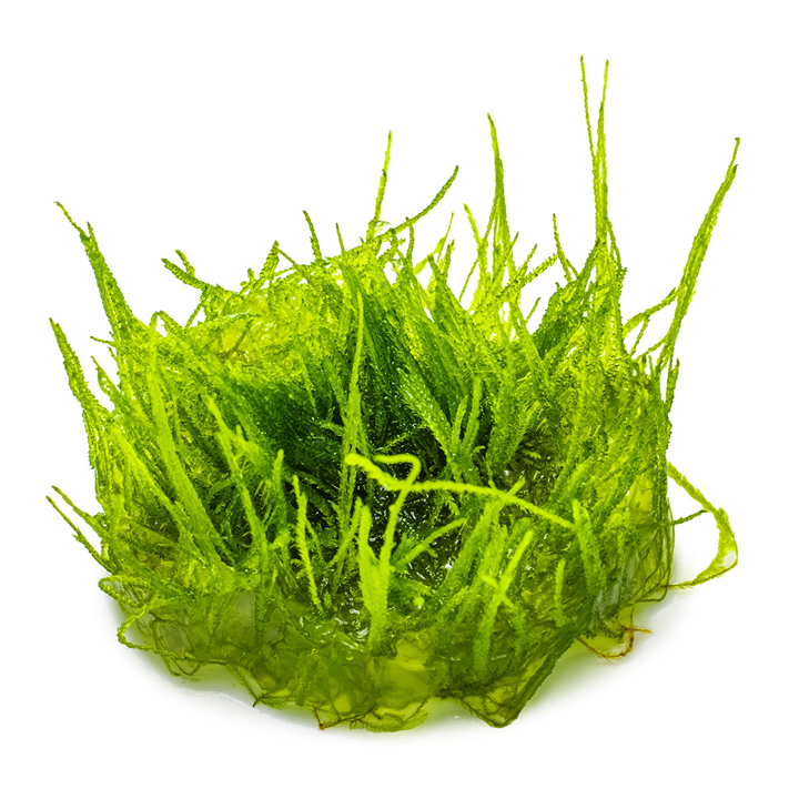 Tropica Pot Taxiphyllum Barbieri Bogor Moss