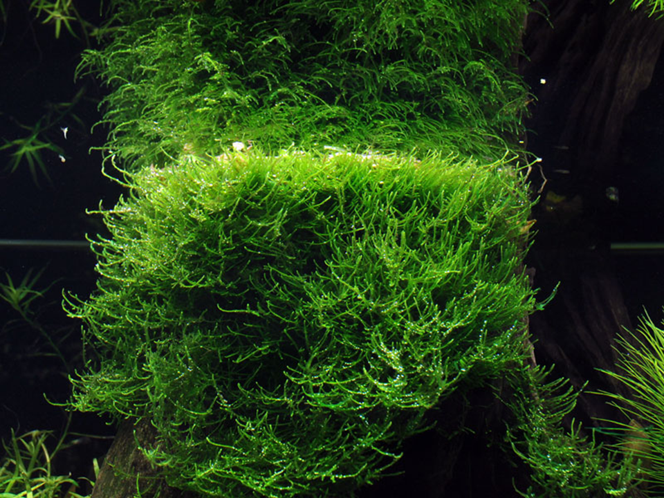 Tropica Pot Taxiphyllum Barbieri Bogor Moss