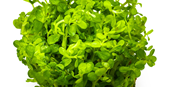 Tropica Pot Rotala indica Bonsai
