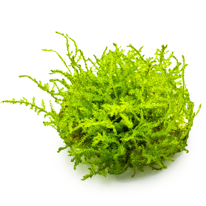 Tropica Pot Vesicularia montagei Christmas Moss