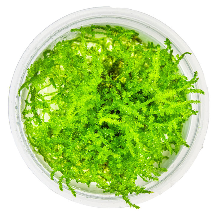 Tropica Pot Vesicularia montagei Christmas Moss