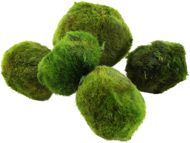 Moss Balls