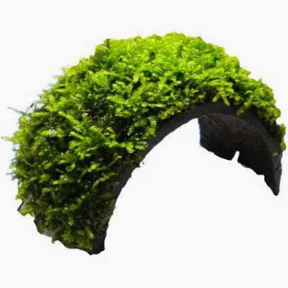 Coconut moss Cave