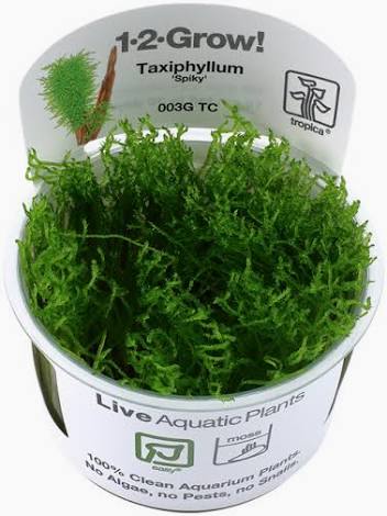 Tropica Pot Taxiphyllum sp Spiky Moss