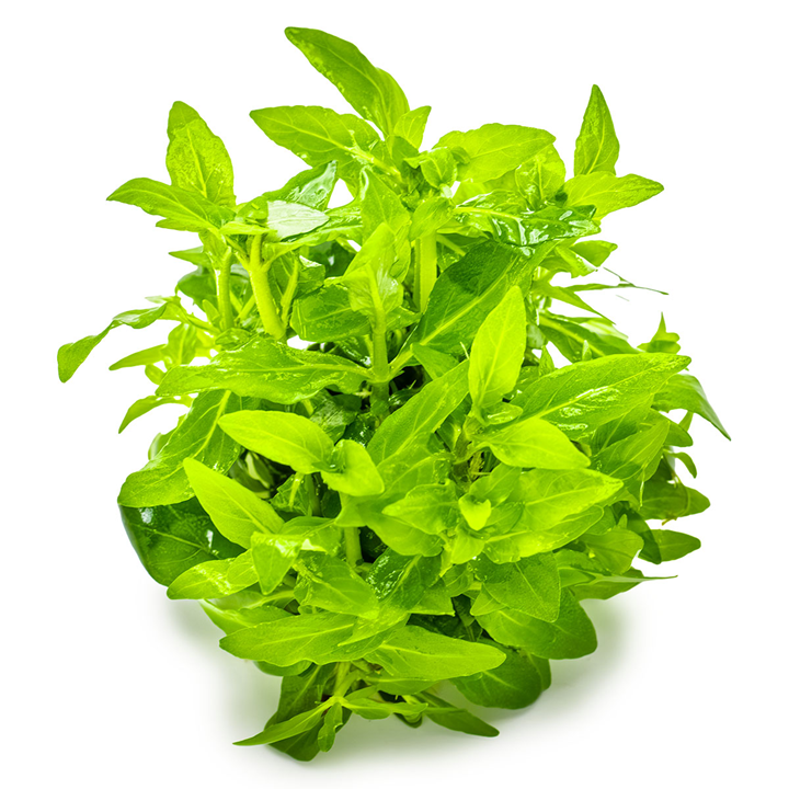 Tropica Pot Staurogyne Repens