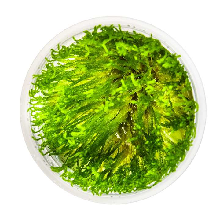 Tropica Pot Taxiphyllum alternans Taiwan Moss